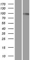 DNM2 / Dynamin-2 Protein - Western validation with an anti-DDK antibody * L: Control HEK293 lysate R: Over-expression lysate