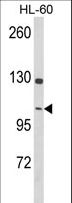 DNM3 / Dynamin 3 Antibody - Western blot of DNM3 Antibody in HL-60 cell line lysates (35 ug/lane). DNM3 (arrow) was detected using the purified antibody.
