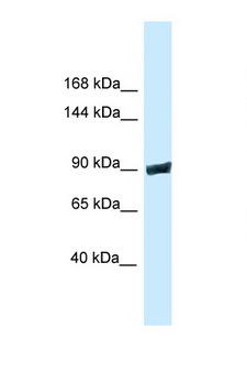 DNM3 / Dynamin 3 Antibody - DNM3 / Dynamin-3 antibody Western blot of Mouse Brain lysate. Antibody concentration 1 ug/ml.  This image was taken for the unconjugated form of this product. Other forms have not been tested.