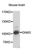 DNM3 / Dynamin 3 Antibody - Western blot analysis of extracts of Mouse brain cells.