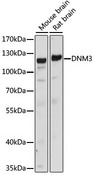 DNM3 / Dynamin 3 Antibody - Western blot analysis of extracts of various cell lines, using DNM3 antibody at 1:1000 dilution. The secondary antibody used was an HRP Goat Anti-Rabbit IgG (H+L) at 1:10000 dilution. Lysates were loaded 25ug per lane and 3% nonfat dry milk in TBST was used for blocking. An ECL Kit was used for detection and the exposure time was 30s.