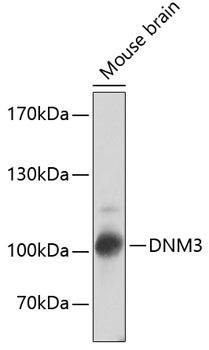 DNM3 / Dynamin 3 Antibody - Western blot analysis of extracts of mouse brain using DNM3 Polyclonal Antibody at dilution of 1:2000.