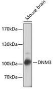 DNM3 / Dynamin 3 Antibody - Western blot analysis of extracts of mouse brain using DNM3 Polyclonal Antibody at dilution of 1:2000.