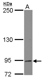 DNMBP / TUBA Antibody - Sample (30 ug of whole cell lysate) A: K562 5% SDS PAGE DNMBP antibody diluted at 1:500