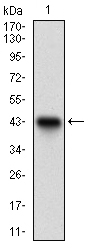 DNMT / DNMT1 Antibody - Western blot using DNMT1 monoclonal antibody against human DNMT1 recombinant protein. (Expected MW is 42.6 kDa)