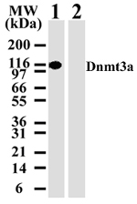 DNMT3A Antibody - Western blot analysis for Dnmt3a using antibody at 2 ug/ml against 10 ug of 293 cell lysate transfected with either mouse Dnmt3a (lane 1) or mouse Dnmt3b (lane 2).