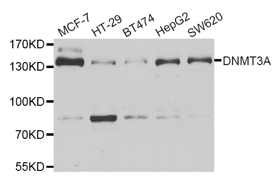 DNMT3A Antibody - Western blot analysis of extracts of various cell lines.