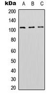 DNMT3A Antibody - Western blot analysis of DNMT3A expression in HEK293T (A); Raw264.7 (B); PC12 (C) whole cell lysates.