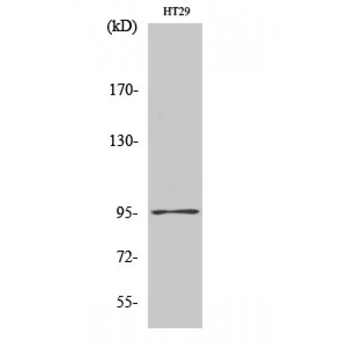 DNMT3B Antibody - Western blot of Dnmt3b antibody