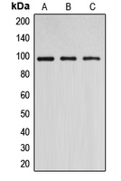 DNMT3B Antibody - Western blot analysis of DNMT3B expression in A549 (A); COS7 (B); HeLa (C) whole cell lysates.