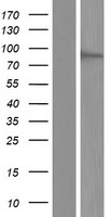 DNMT3B Protein - Western validation with an anti-DDK antibody * L: Control HEK293 lysate R: Over-expression lysate