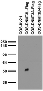 DNMT3L Antibody - Use at 1-10ug/ml. A band of ~45kDa is detected.