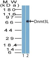 DNMT3L Antibody - Western Blot: Dnmt3L Antibody - Analysis of Dnmt3L using Dnmt3L antibody. GST tagged full length recombinant human Dnmt3L probed with 1) prebleed and 2) Dnmt3L antibody at 2 ug/ml. Goat anti-rabbit Ig HRP secondary antibody and PicoTect ECL substrate solution were used for this test.