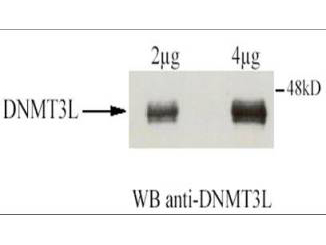 DNMT3L Antibody - Anti-DNMT3L Antibody - Western Blot. Affinity Purified Rabbit anti-DNMT3L was used at a 1:1500 dilution to detect human DNMT3L by western blot after immunoprecipitation using the same antibody. Transfection of U2OS cells (10cm dish) was accomplished using 3 ug of GAL4-DNMT3L. Protein extraction using IPH at 150mM. For IP and WB conditions see Fuks et al. (2000). For western blotting the antibody was used at 0.4 ug/ml in TBS milk 2%, BSA 0.5%. Detection occurred using ECL. Note: this antibody works for western blotting only following immunoprecipitation. We have not had good success using the antibody directly for western blotting. The expected molecular weight of human DNMT3L is 43.6 kD.