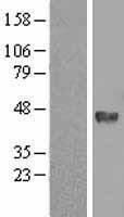 DNMT3L Protein - Western validation with an anti-DDK antibody * L: Control HEK293 lysate R: Over-expression lysate