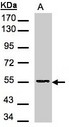 DNPEP Antibody - Sample (30 ug of whole cell lysate). A: H1299. 7.5% SDS PAGE. DNPEP antibody diluted at 1:500