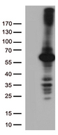 DNPEP Antibody - HEK293T cells were transfected with the pCMV6-ENTRY control. (Left lane) or pCMV6-ENTRY DNPEP. (Right lane) cDNA for 48 hrs and lysed. Equivalent amounts of cell lysates. (5 ug per lane) were separated by SDS-PAGE and immunoblotted with anti-DNPEP. (1:500)