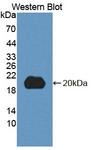 DNT / NT5C Antibody - Western Blot; Sample: Recombinant protein.