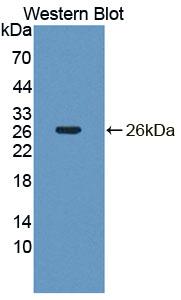 DNT / NT5C Antibody - Western Blot; Sample: Recombinant protein.