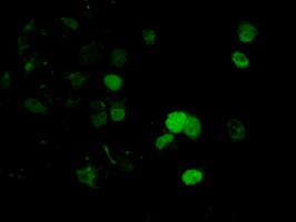 DNTTIP1 / TDIF1 Antibody - Anti-DNTTIP1 mouse monoclonal antibody  immunofluorescent staining of COS7 cells transiently transfected by pCMV6-ENTRY DNTTIP1.