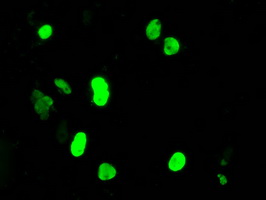 DNTTIP1 / TDIF1 Antibody - Anti-DNTTIP1 mouse monoclonal antibody  immunofluorescent staining of COS7 cells transiently transfected by pCMV6-ENTRY DNTTIP1.