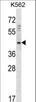 DOC2A Antibody - DOC2A Antibody western blot of K562 cell line lysates (35 ug/lane). The DOC2A antibody detected the DOC2A protein (arrow).