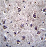 DOC2A Antibody - DOC2A Antibody immunohistochemistry of formalin-fixed and paraffin-embedded human brain tissue followed by peroxidase-conjugated secondary antibody and DAB staining.