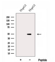 DOC2B Antibody - Western blot analysis of extracts of HepG2 cells using DOC2B antibody. The lane on the left was treated with blocking peptide.