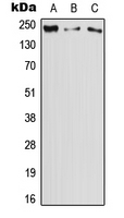 DOCK11 Antibody - Western blot analysis of DOCK11 expression in HeLa (A); Raw264.7 (B); PC12 (C) whole cell lysates.