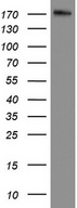 DOCK2 Antibody - Western blot analysis of RPMI8226 cell lysate. (35ug) by using anti-DOCK2 monoclonal antibody.
