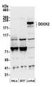 DOCK2 Antibody - Detection of human DOCK2 by western blot. Samples: Whole cell lysate (50 µg) from HeLa, HEK293T, and Jurkat cells prepared using NETN lysis buffer. Antibody: Affinity purified rabbit anti-DOCK2 antibody used for WB at 0.1 µg/ml. Detection: Chemiluminescence with an exposure time of 10 seconds.