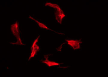 DOCK2 Antibody - Staining HepG2 cells by IF/ICC. The samples were fixed with PFA and permeabilized in 0.1% Triton X-100, then blocked in 10% serum for 45 min at 25°C. The primary antibody was diluted at 1:200 and incubated with the sample for 1 hour at 37°C. An Alexa Fluor 594 conjugated goat anti-rabbit IgG (H+L) Ab, diluted at 1/600, was used as the secondary antibody.