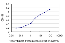 DOCK4 Antibody - Detection limit for recombinant GST tagged DOCK4 is approximately 0.1 ng/ml as a capture antibody.