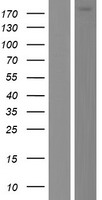 DOCK6 Protein - Western validation with an anti-DDK antibody * L: Control HEK293 lysate R: Over-expression lysate