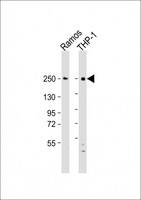 DOCK8 Antibody - All lanes: Anti-DOCK8 Antibody (C-Term) at 1:2000 dilution. Lane 1: Ramos whole cell lysate. Lane 2: THP-1 whole cell lysate Lysates/proteins at 20 ug per lane. Secondary Goat Anti-Rabbit IgG, (H+L), Peroxidase conjugated at 1:10000 dilution. Predicted band size: 239 kDa. Blocking/Dilution buffer: 5% NFDM/TBST.