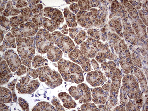 DOCK8 Antibody - IHC of paraffin-embedded Human pancreas tissue using anti-DOCK8 mouse monoclonal antibody. (Heat-induced epitope retrieval by 1 mM EDTA in 10mM Tris, pH8.5, 120°C for 3min).