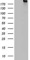 DOCK8 Antibody - HEK293T cells were transfected with the pCMV6-ENTRY control (Left lane) or pCMV6-ENTRY DOCK8 (Right lane) cDNA for 48 hrs and lysed. Equivalent amounts of cell lysates (5 ug per lane) were separated by SDS-PAGE and immunoblotted with anti-DOCK8.