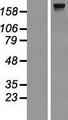 DOCK8 Protein - Western validation with an anti-DDK antibody * L: Control HEK293 lysate R: Over-expression lysate