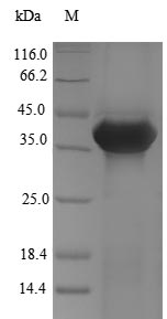ANXA13 / Annexin XIII Protein - (Tris-Glycine gel) Discontinuous SDS-PAGE (reduced) with 5% enrichment gel and 15% separation gel.