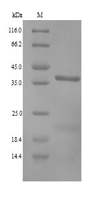 ANXA13 / Annexin XIII Protein - (Tris-Glycine gel) Discontinuous SDS-PAGE (reduced) with 5% enrichment gel and 15% separation gel.