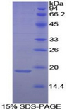 ANXA4 / Annexin IV Protein - Recombinant Annexin A4 By SDS-PAGE