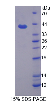 APOH / Apolipoprotein H Protein - Recombinant Apolipoprotein H By SDS-PAGE
