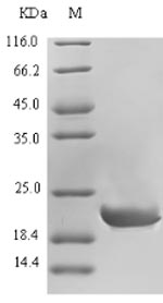 Calcitonin Protein - (Tris-Glycine gel) Discontinuous SDS-PAGE (reduced) with 5% enrichment gel and 15% separation gel.