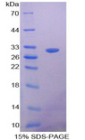 CLU / Clusterin Protein - Recombinant Clusterin By SDS-PAGE