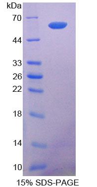 COL1A2 / Collagen I Alpha 2 Protein - Recombinant  Collagen Type I Alpha 2 By SDS-PAGE