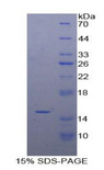 EGF Protein - Recombinant Epidermal Growth Factor By SDS-PAGE