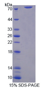 ICAM-1 / CD54 Protein - Recombinant Intercellular Adhesion Molecule 1 By SDS-PAGE
