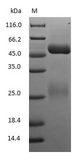 Dog IgG Protein - (Tris-Glycine gel) Discontinuous SDS-PAGE (reduced) with 5% enrichment gel and 15% separation gel.