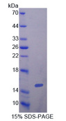 IL5 Protein - Recombinant  Interleukin 5 By SDS-PAGE