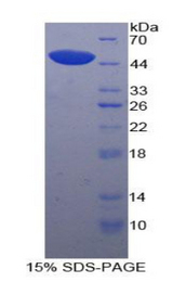 LP-PLA2 / PLA2G7 Protein - Recombinant Phospholipase A2, Lipoprotein Associated By SDS-PAGE